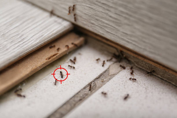 Clayton, NM Pest Control Company
