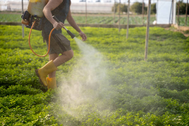 Best Pest Removal Services  in Clayton, NM