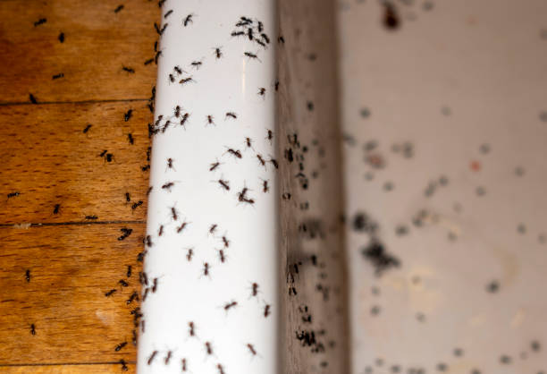 Best Best Pest Control Companies  in Clayton, NM